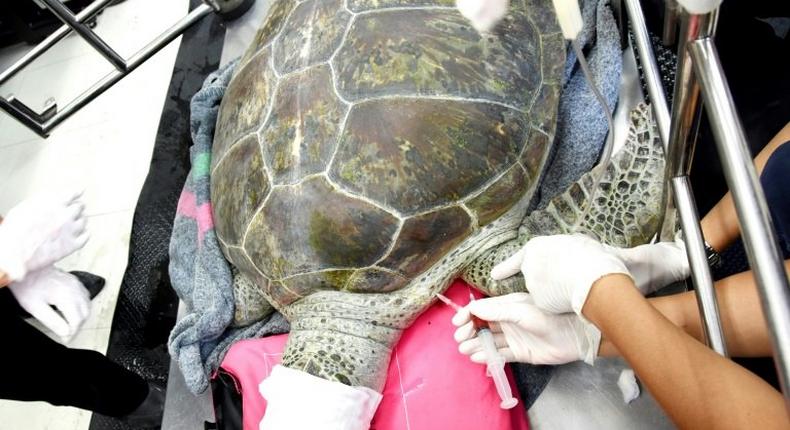 Piggy Bank had lived for two decades in a public park and had swallowed the coins thrown into her pond by visitors for luck