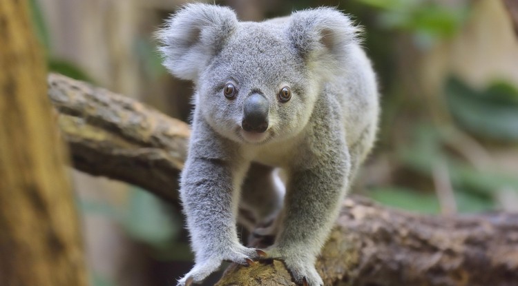 Koala illusztráció