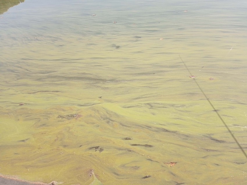 Površina vode prekrivena zelenim algama