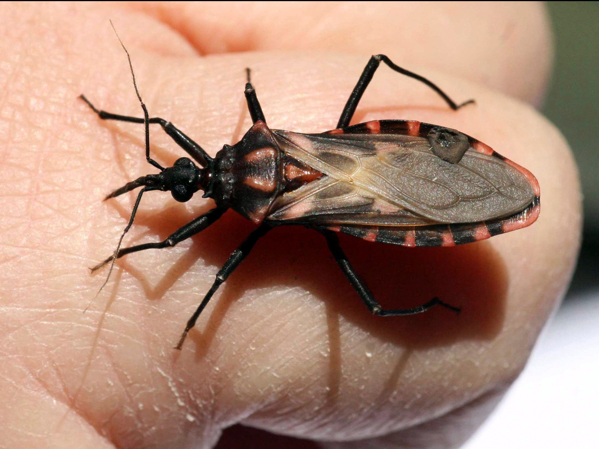 a-parasitic-illness-from-kissing-bugs-that-bite-your-face-at-night-is