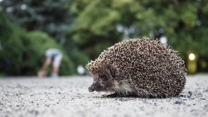 Uwaga! Tutaj może mieszkać jeż