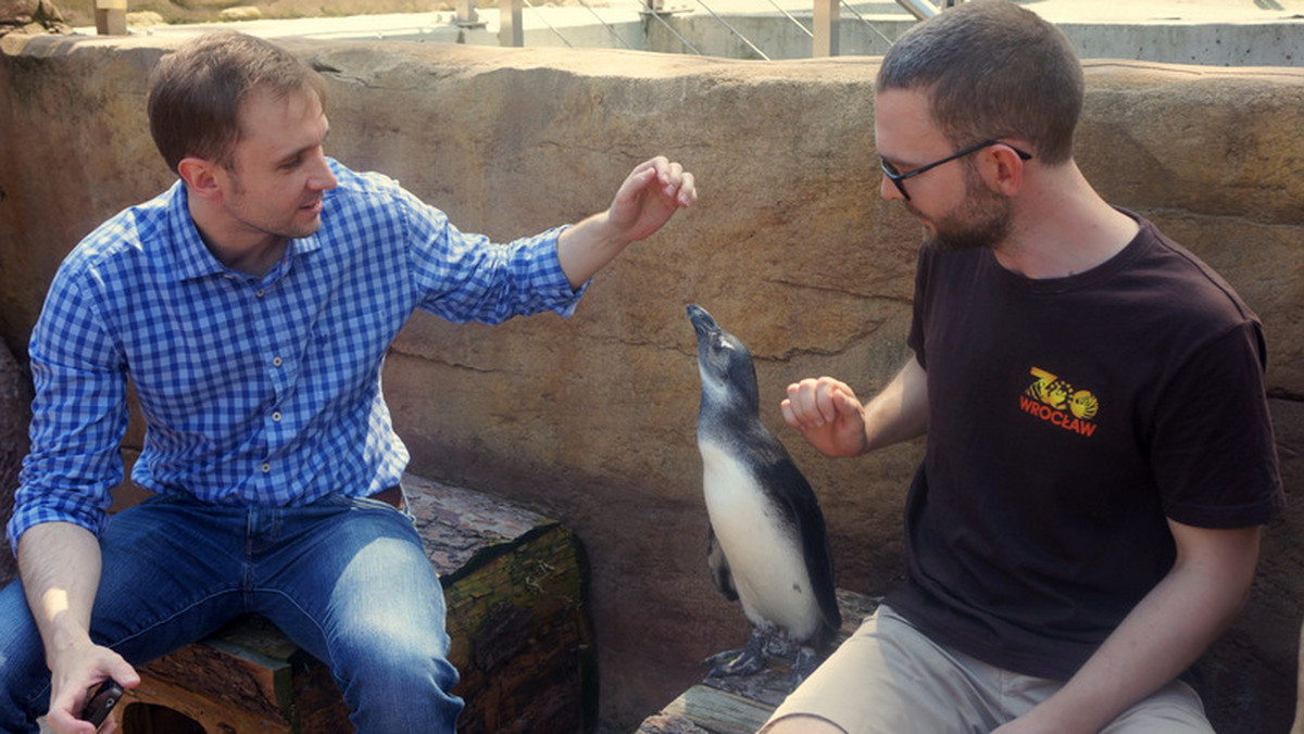 Mieszkający we wrocławskim zoo Janush, to jedyny pingwin w Polsce, który chyba lepiej czuje się w towarzystwie ludzi niż swoich kolegów ze stada. O historii Janusha pisaliśmy w Onecie kilka miesięcy temu, gdy po komplikacjach z wykluciem się z jaja Janush został odtrącony przez rodziców, a jego wychowaniem zajęli się opiekunowie z ogrodu.