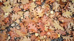 Jaka będzie pogoda na Wszystkich Świętych? PROGNOZA