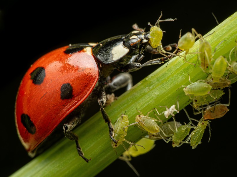 Biedronka mszyce rośliny szkodniki ogród Lady,Bug,Eat,Aphid,Close,Up