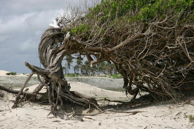 Galeria Brazylia - Jericoacoara - rajska plaża, obrazek 37