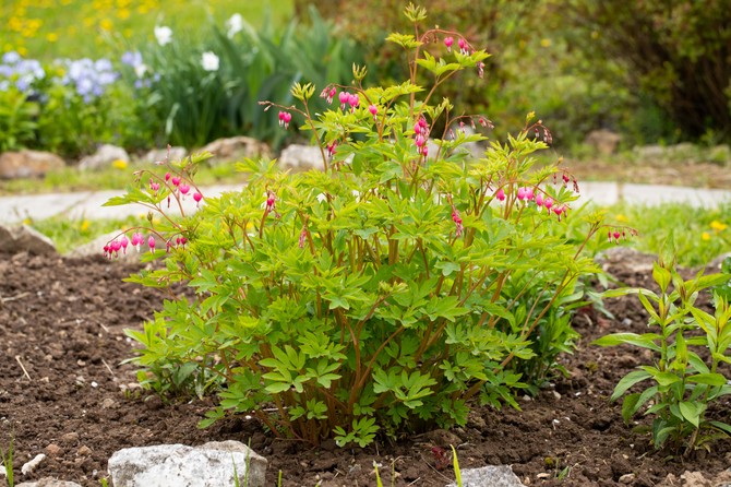 Dicentra je dugovečna višegodišnja biljka koja godinama krasi baštu bez mnogo nege