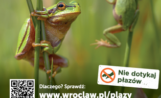 Skumaj to! Wrocław wyjaśnia, dlaczego należy chronić płazy