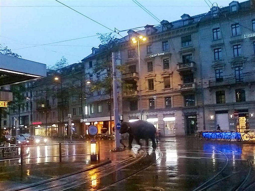 Ale numer! Słoń uciekł im z Zoo