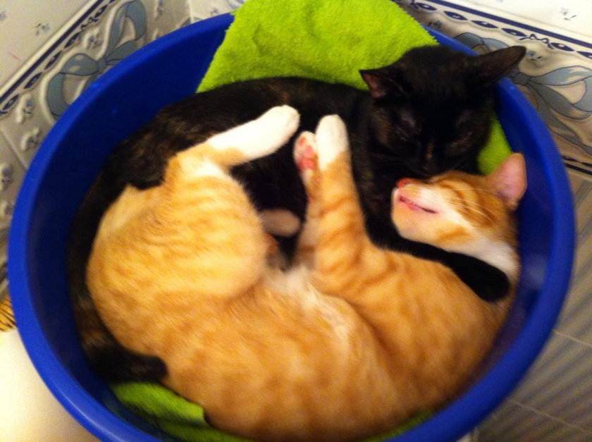 Dwa koty w misce