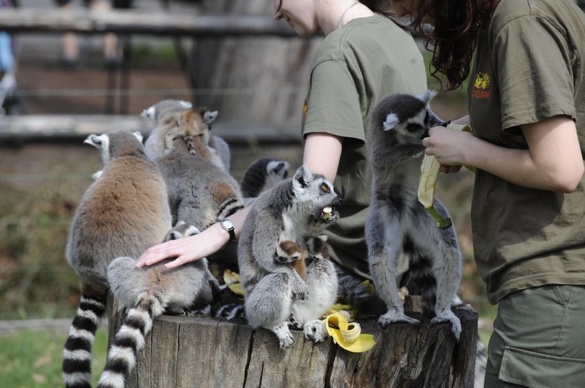 Karmienie lemurów