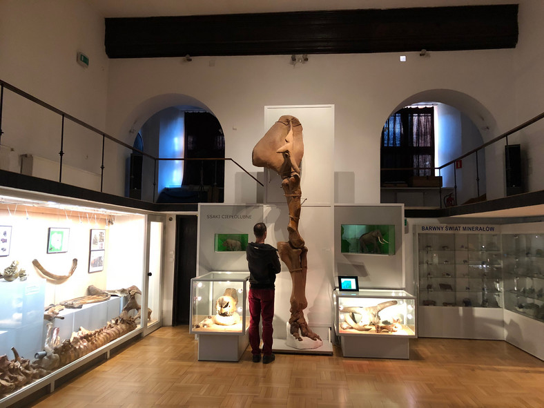 Słoń leśny w Muzeum Ziemi w Warszawie