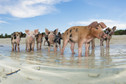 Pig Beach