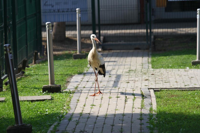 Tak kocha bocian. Został na zimę, by pilnować żony