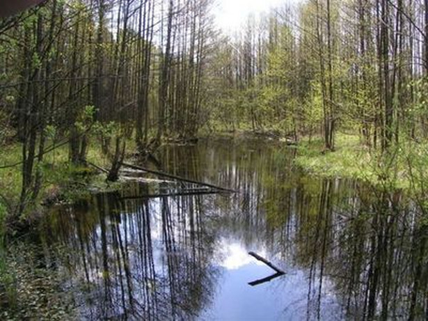 Lasy w nadleśnictwie Miłomłyn, źródło: milomlyn.olsztyn.lasy.gov.pl