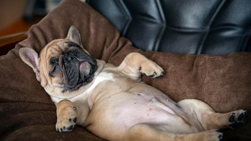 francia bulldog, alvás, fejforma, kutya
