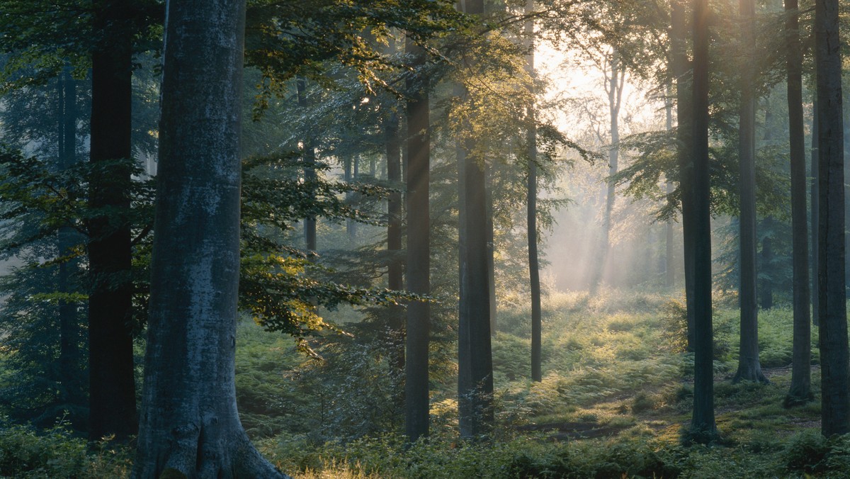 Leśnicy z Regionalnej Dyrekcji Lasów Państwowych w Szczecinie szacują, że w tym roku huraganowy wiatr i gradobicia zniszczyły na ich terenie ok. 1,2 tys. ha lasów. Najbardziej ucierpiały nadleśnictwa w południowo-zachodniej części szczecińskiej dyrekcji.