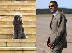 Wyborcy chcą pudla w Białym Domu