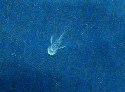 Potwór z Loch Ness sfotografowany przez satelity? Zobacz ZDJĘCIA