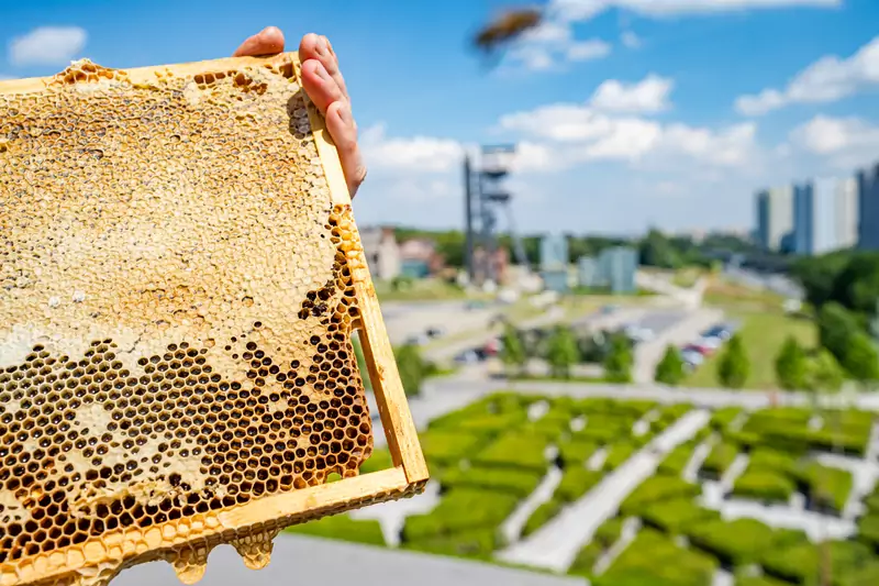 Miód to tylko miły dodatek, ule mają mają promować miejskie inicjatywy przyciągające pszczoły, np. zasiewanie łąk kwietnych
