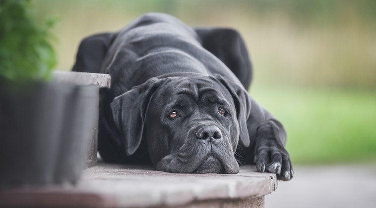 A Cane Corso-t sem tanácsos lakásban tartani Fotó: Getty Images