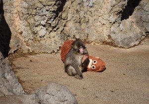 Majmun Panč