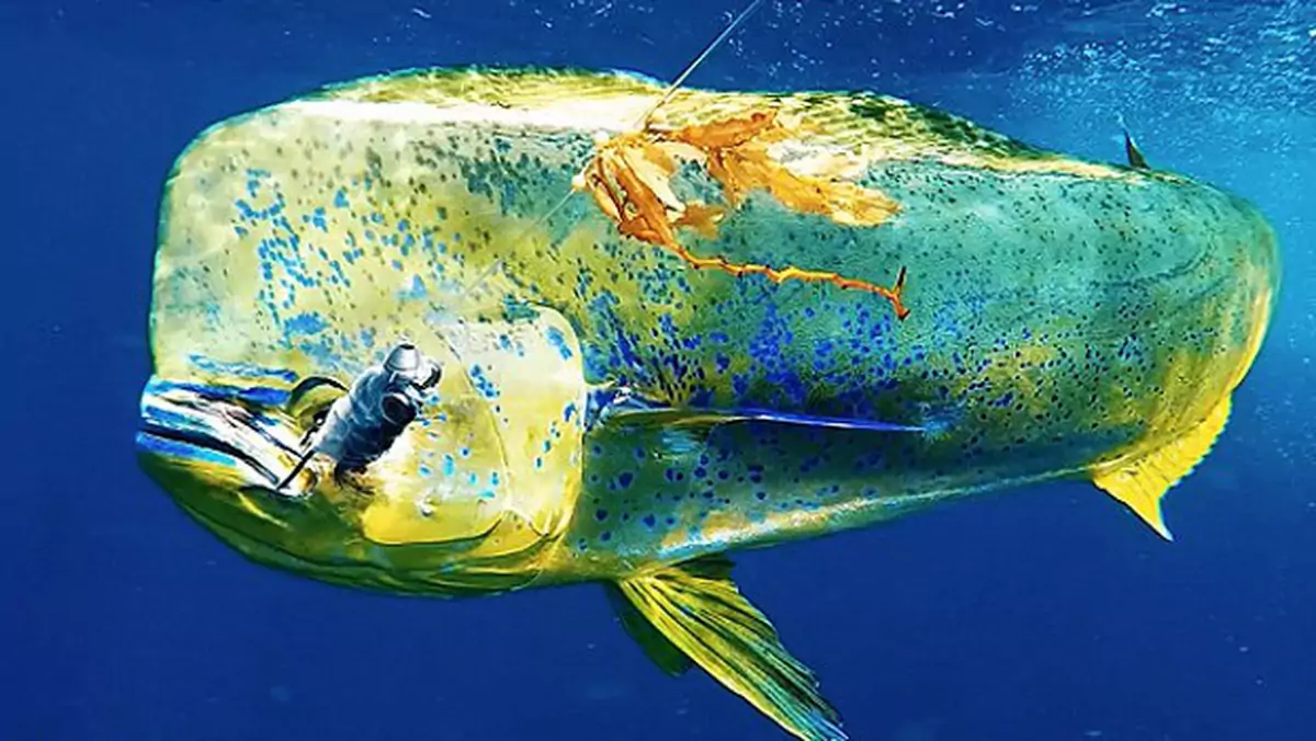 Perełki Kickstartera #5: GoFish – kamera zmieniająca wędkowanie nie do poznania