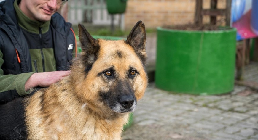 Obecnie w schronisku na warszawskim Paluchu przebywa ok. 600 zwierząt.