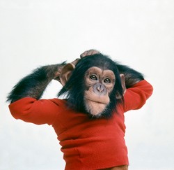 "Projekt Nim" – nowa geneza planety małp?