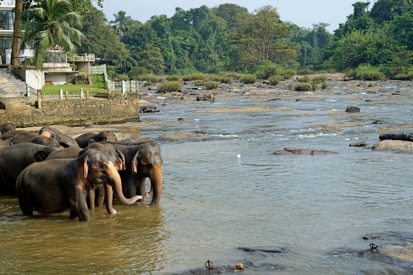 Slonovi, Šri Lanka