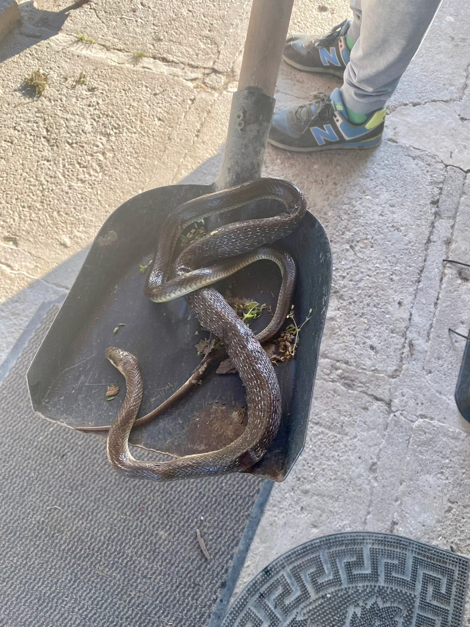 Smuk od dva metra u Čortanovcima