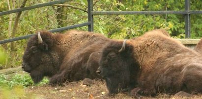 Będą strzelać do zwierząt w ZOO? Przez powódź