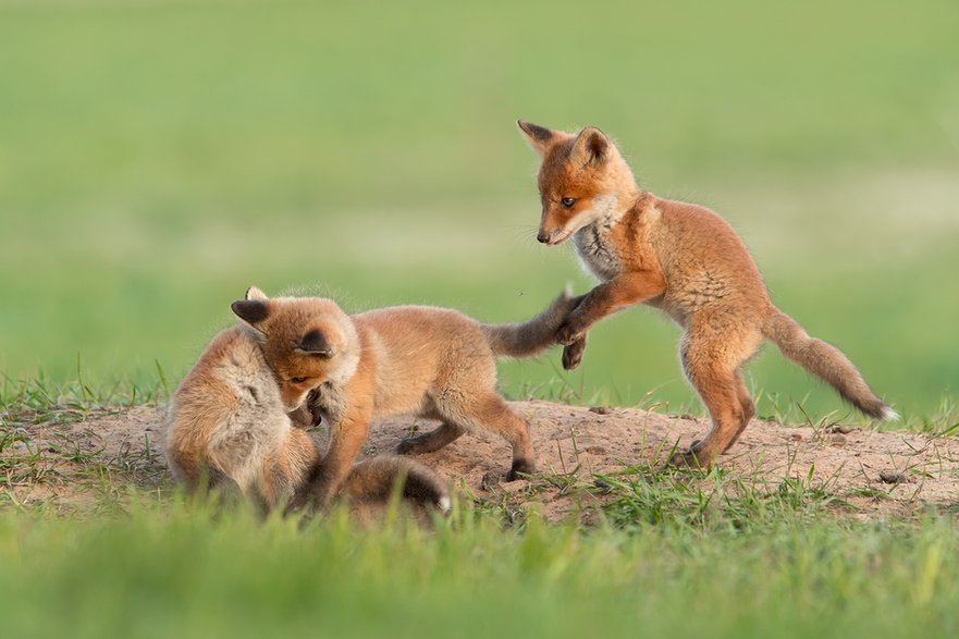 Lis (Vulpes vulpes)