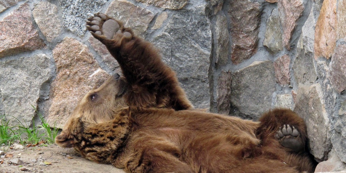 niedźwiedź białystok zoo