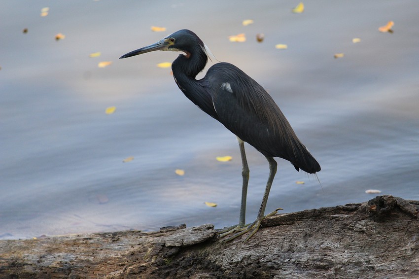 crna caplja shutterstock 1063619642