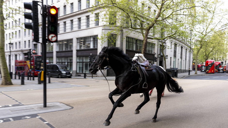 Spłoszone konie na ulicach Londynu