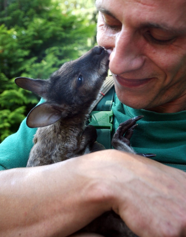 KRAKÓW MAŁY KANGUR PRACOWNIK ZOO