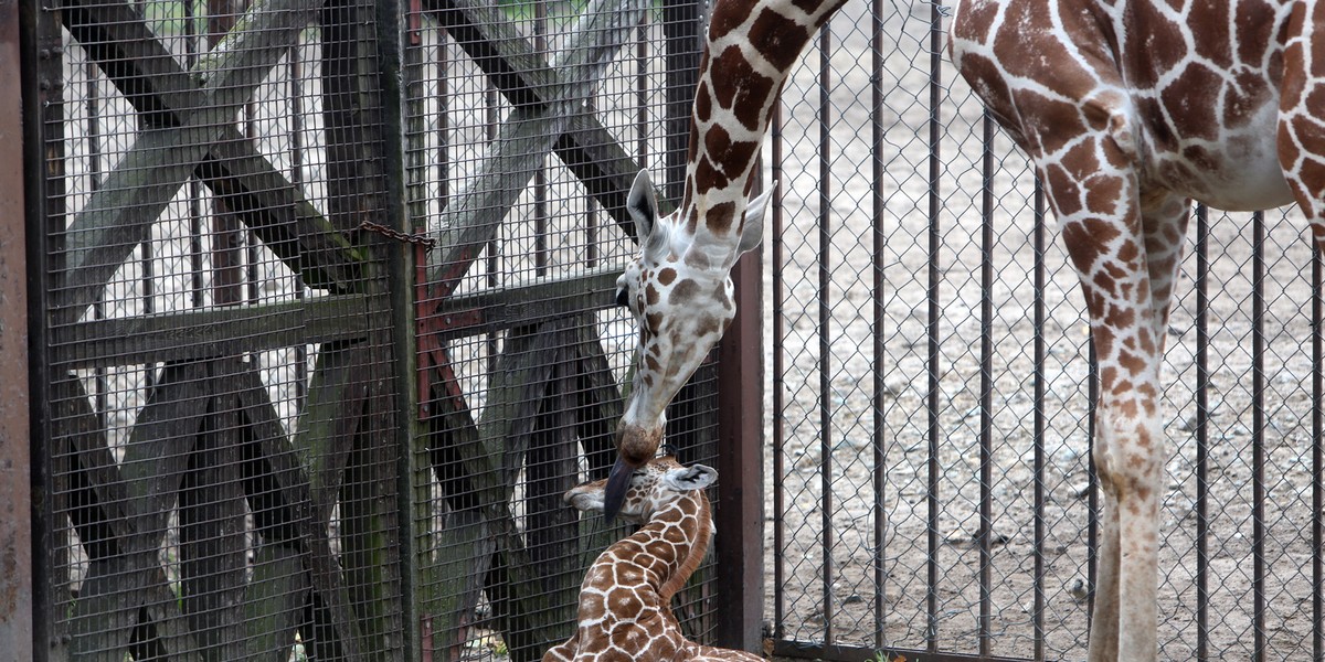 wrocław zoo