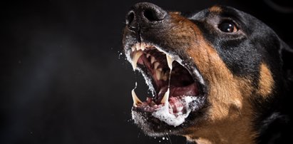 Horror w nowojorskim mieszkaniu. 19-miesięczne dziecko zagryzione przez rottweilera