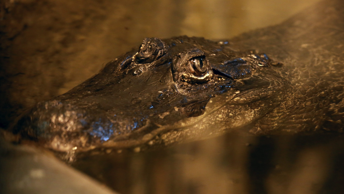 Najstarsze zwierzę spośród żyjących w ogrodach zoologicznych w Europie mieszka w zoo w Płocku. To aligatorzyca Marta, która obchodzi właśnie 90. urodziny. Z tej okazji jubilatka otrzymała w prezencie tort z ryb i wołowiny. Były też życzenia dwustu lat życia.