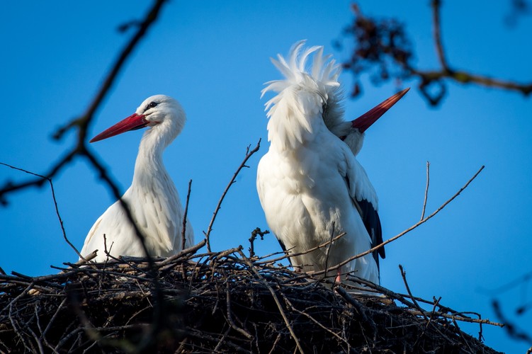 W bydgoskim Łęgnowie przy drodze wojewódzkiej nr 394 pojawiły się pierwsze bociany