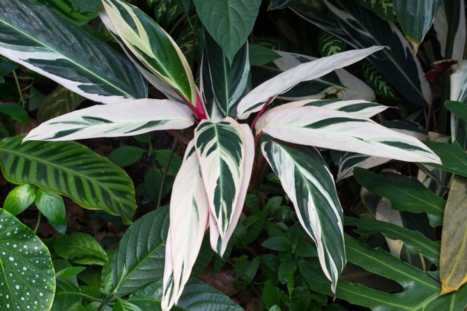 Stromanthe triostar