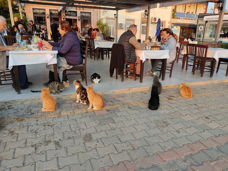 Koty pod restauracją 