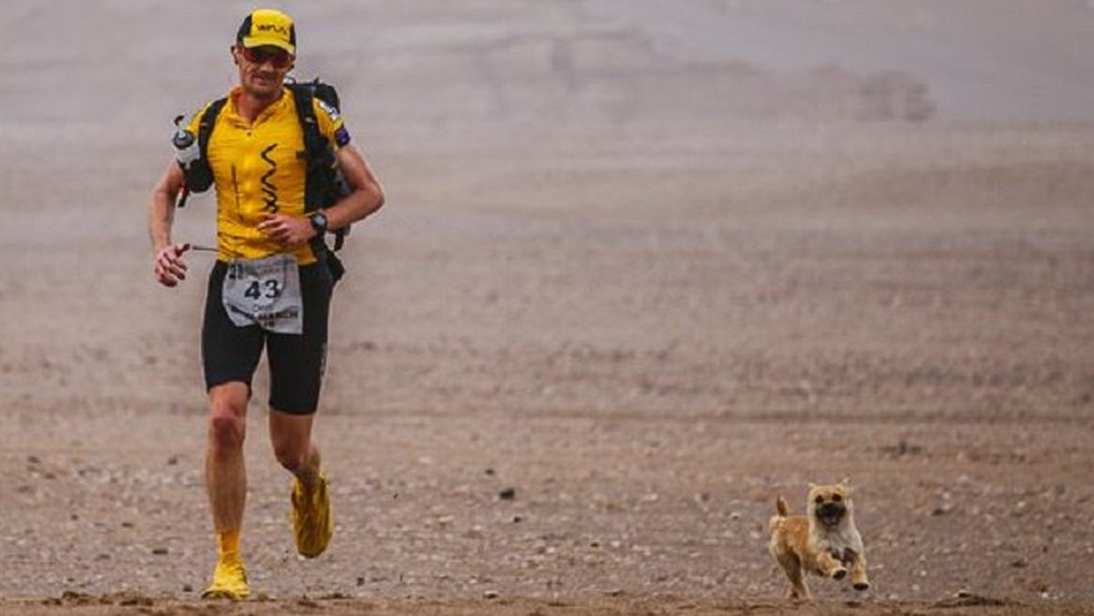 Brytyjski ultramaratończyk Dion Leonard zakończył swój bieg po pustyni Gobi w ramach cyklu "4 Deserts". Oprócz pamiątkowego medalu przywiózł do swojego kraju jeszcze... pieska, który przyplątał się do biegaczy podczas rywalizacji w Chinach. - Po prostu musiałem go zaadoptować - mówi biegacz.