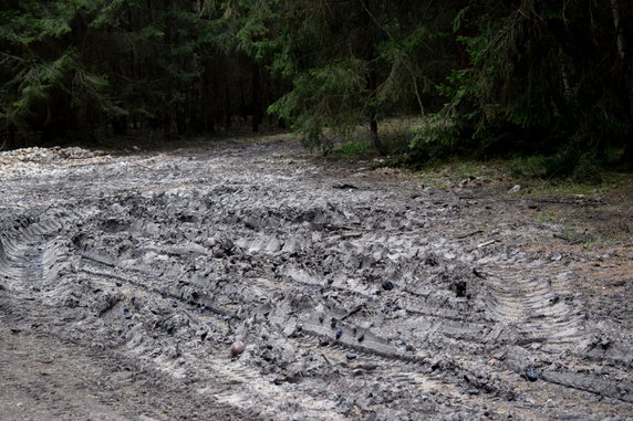 Rezerwat Przyrody Lasy Naturalne na południu Puszczy Białowieskiej.