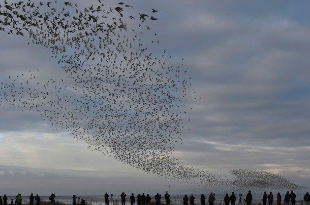 Birdwatchers observe as murmurations of wading birds fly along the coastline of The Wash near Snetti