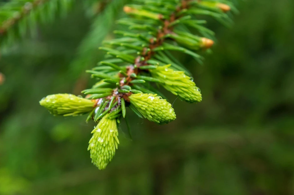 Ovi vrhovi smreke su spremni za branje