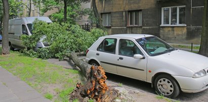 O krok od tragedii. Drzewo runęło na ulicę