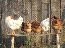 Lech Kaczyński stawia Gruzinom... kurniki