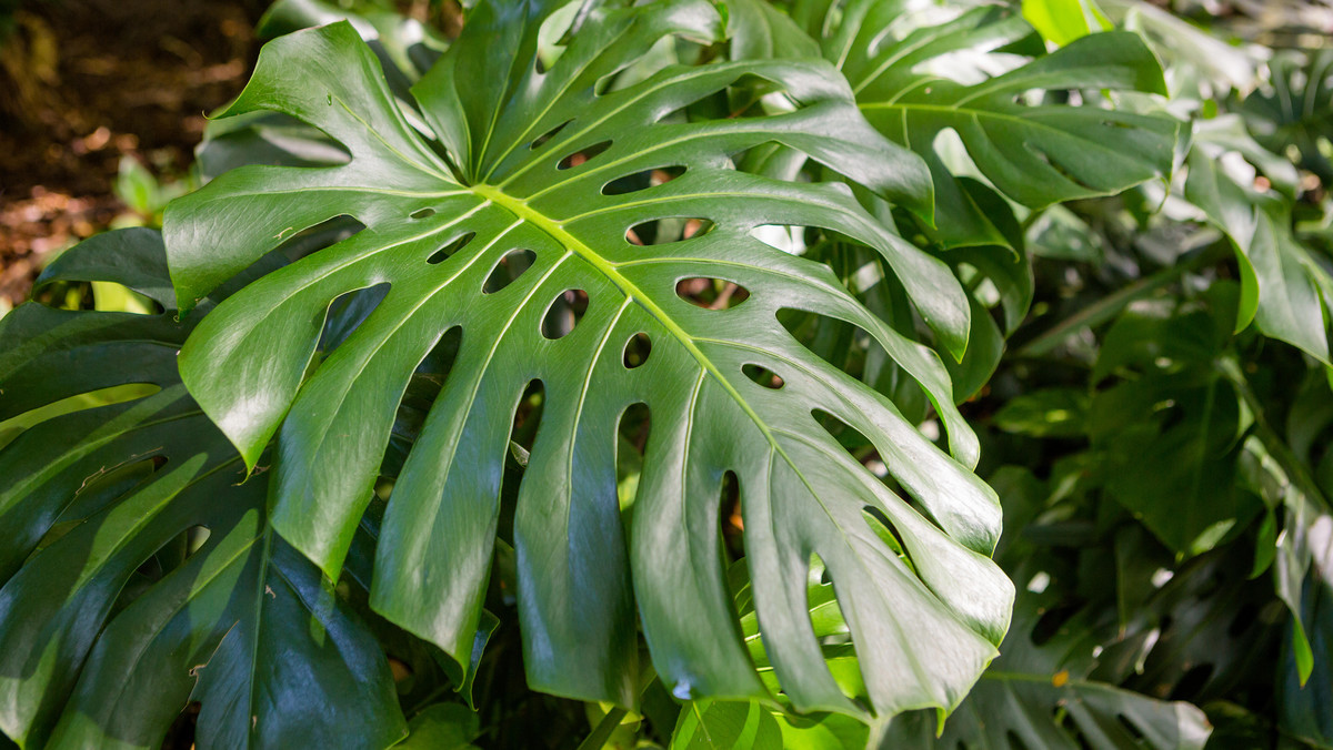 Monstera dziurawa - jedna z największych i najpiękniejszych roślin doniczkowych - przeżywa swoją drugą młodość. Od kilku sezonów wzór jej niesamowitych liści zobaczyć możemy na tkaninach, tapetach, odzieży, dekoracjach. Niedawno ten tropikalny olbrzym okrzyknięto hitem na Instagramie. I nie ma się co dziwić - monstera to roślina niezwykła: nie tylko dekoracyjna i prosta w uprawie, ale też - jak na kwiat doniczkowy - dość nietypowa. I to z kilku powodów - przedstawiamy je poniżej.