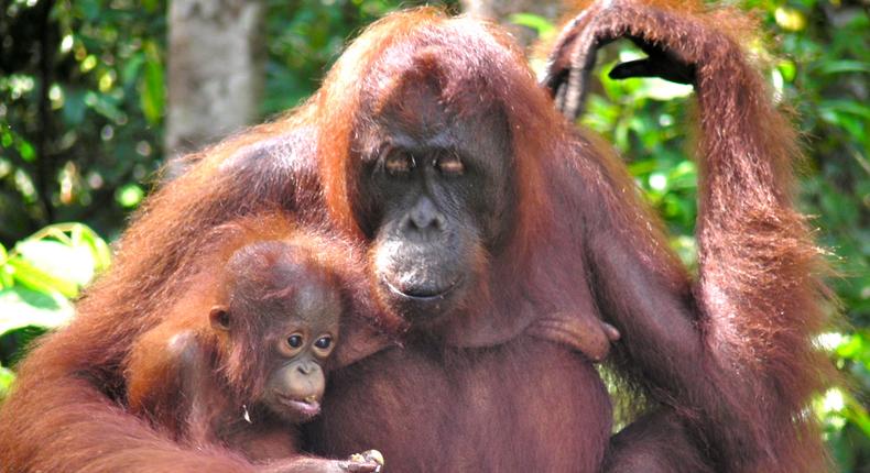 Mama and baby orangutan at Camp Leakey, Tanjung Puting, Indonesia. [Image: Rainforest Action Network/Flickr]